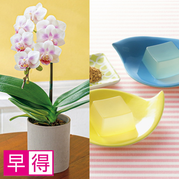 【早得】リーフ ミディ胡蝶蘭「パールホワイト」（SUSTEE付）＋葛餅【母の日】 商品サムネイル